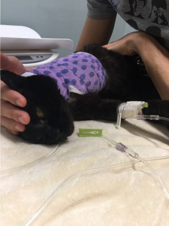 Tripawd cat pain management